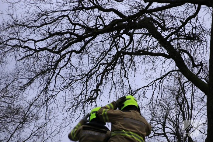 Halsbrekende toeren om tak boven de weg te verwijderen