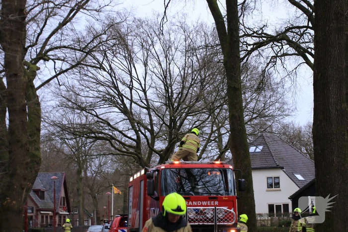 Halsbrekende toeren om tak boven de weg te verwijderen
