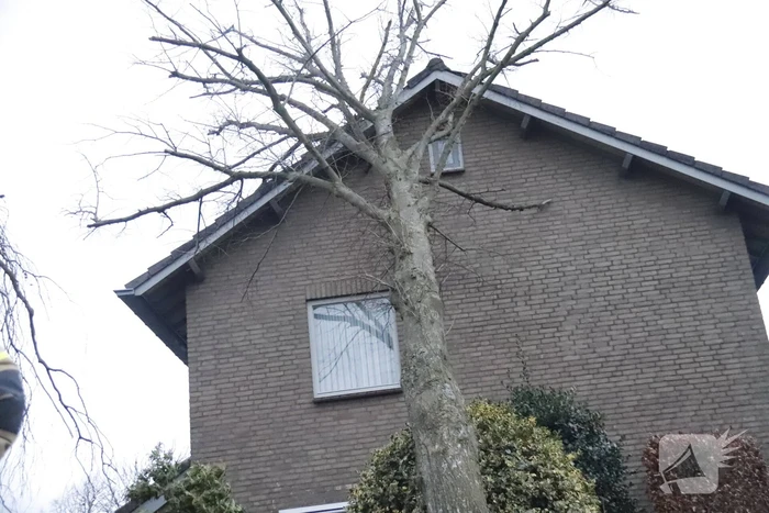 Grote boom valt op woning