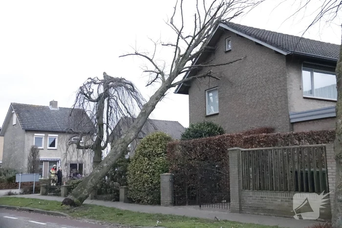 Grote boom valt op woning