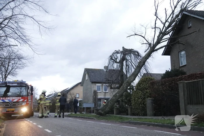 Grote boom valt op woning