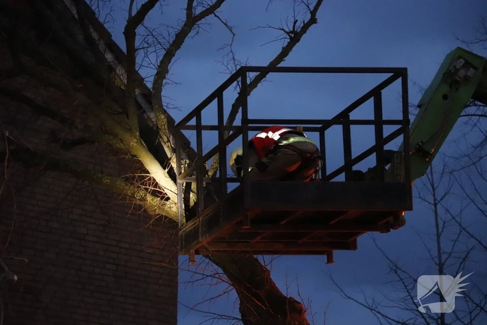 Grote boom valt op woning
