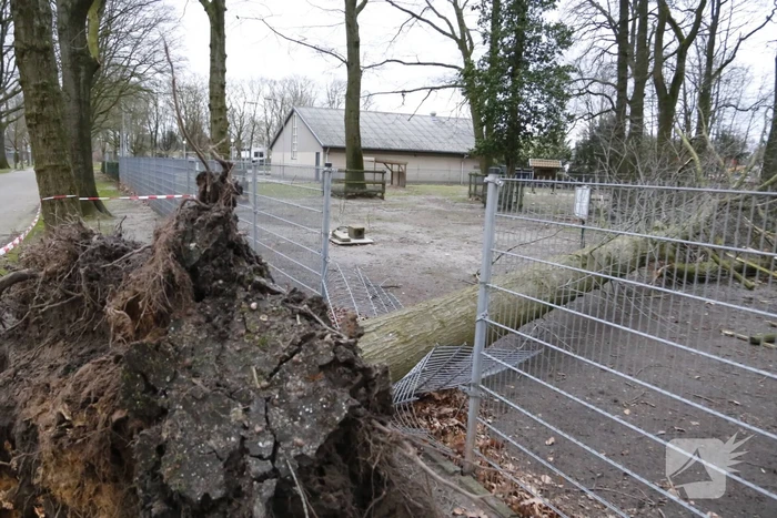 Boom valt door hekwerk van dierenverblijf