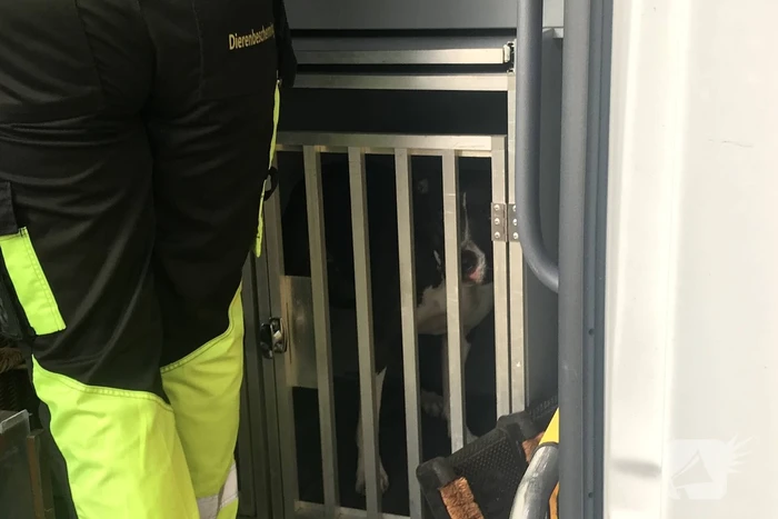 Kinderen vangen samen met politie ontsnapte hond