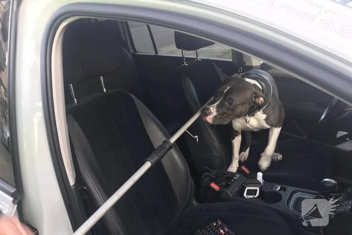Kinderen vangen samen met politie ontsnapte hond