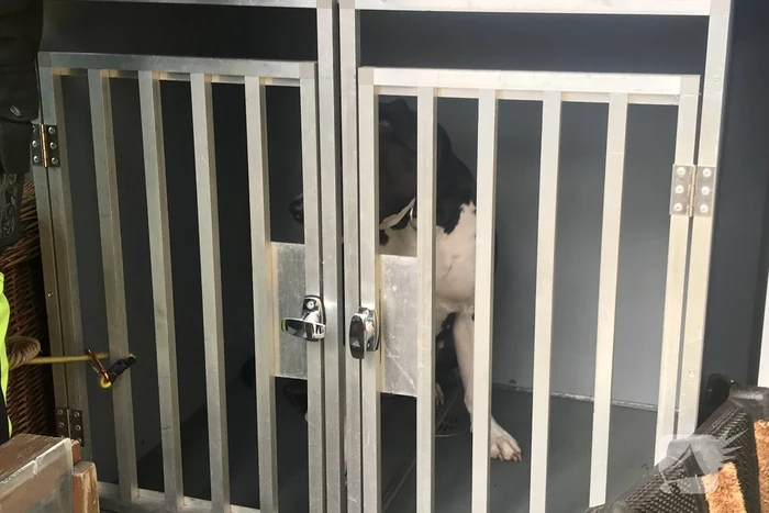 Kinderen vangen samen met politie ontsnapte hond