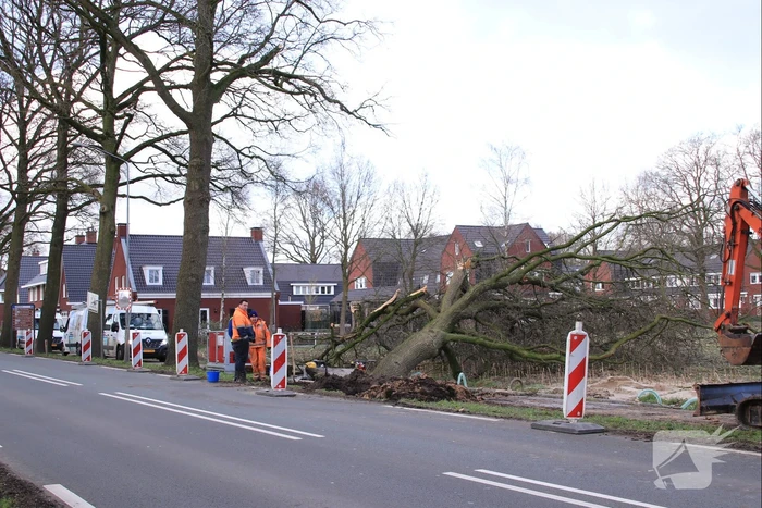 Boom gekanteld na waterleidingbreuk