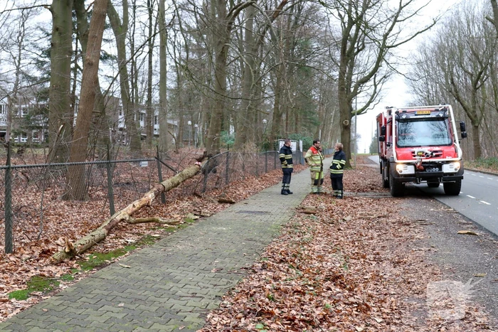 Peperdure BMW fors beschadigd door omgevallen boom