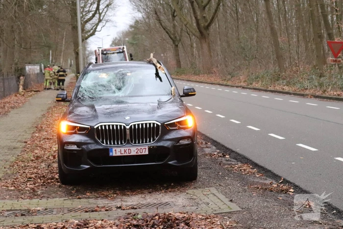Peperdure BMW fors beschadigd door omgevallen boom