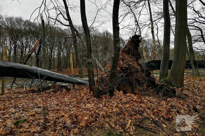 Bomen naast snelweg omgevallen door storm