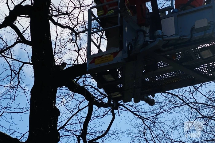 Kat kiest hazenpad na reddingsactie brandweer