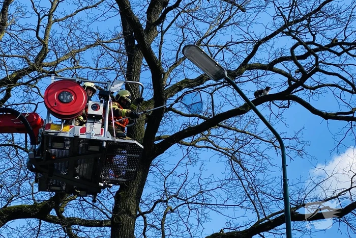Kat kiest hazenpad na reddingsactie brandweer