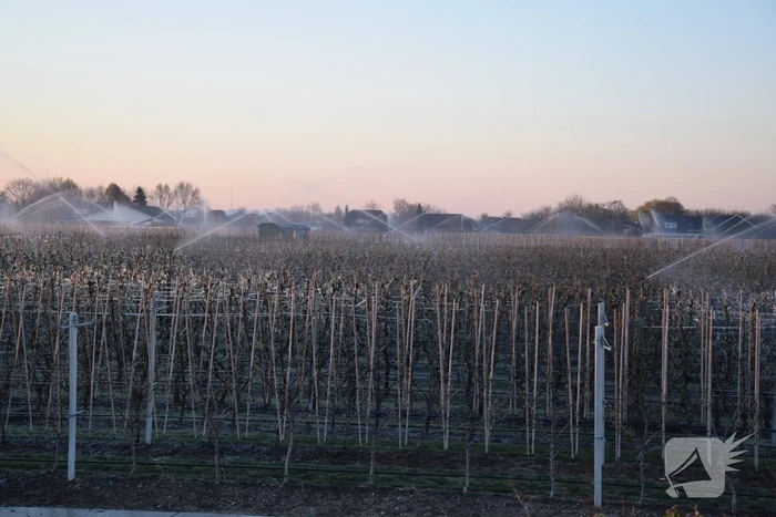 Fruitteler beregent bomen tegen vorst