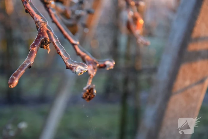 Fruitteler beregent bomen tegen vorst