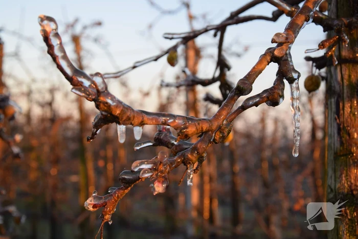 Fruitteler beregent bomen tegen vorst