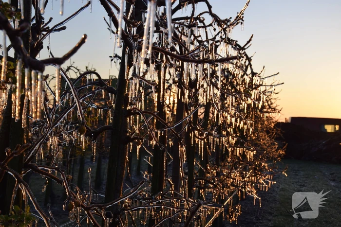 Fruitteler beregent bomen tegen vorst