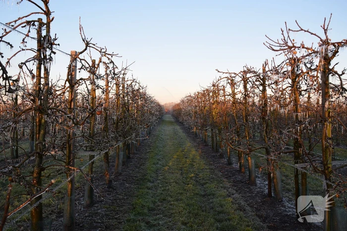 Fruitteler beregent bomen tegen vorst