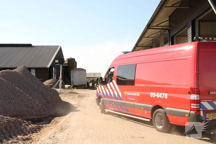 Koe door vloer van koeienstal gezakt