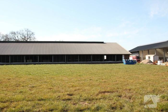 Koe door vloer van koeienstal gezakt
