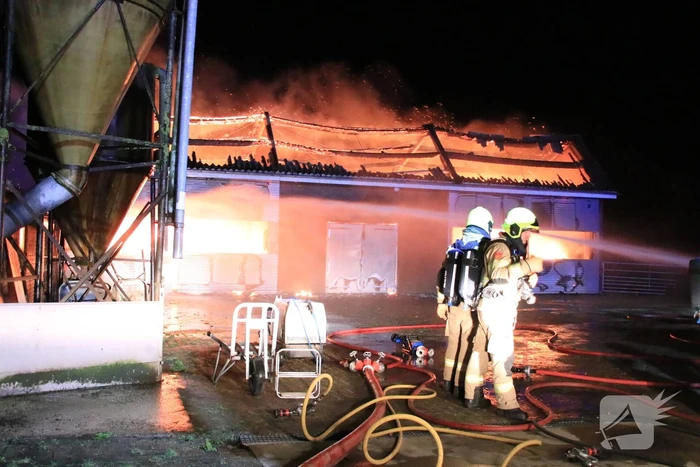 Grote brand in loods varkenshouderij