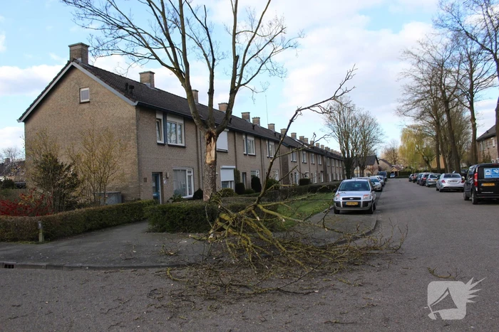 Grote tak breekt af door harde wind