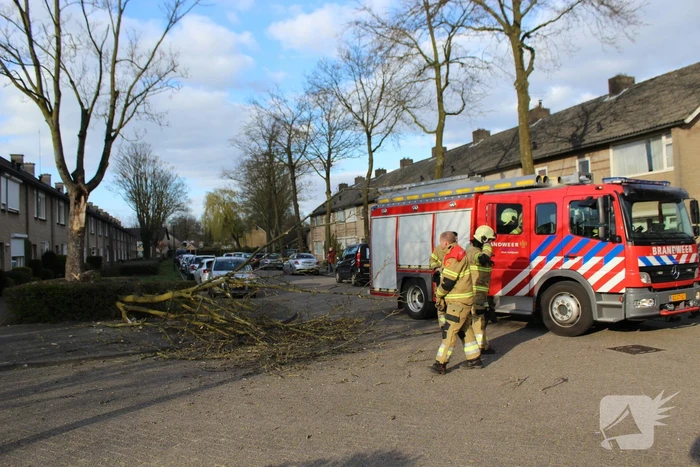 Grote tak breekt af door harde wind