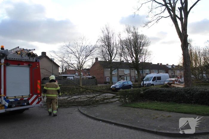 Grote tak breekt af door harde wind