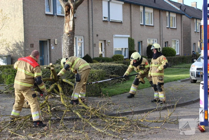 Grote tak breekt af door harde wind