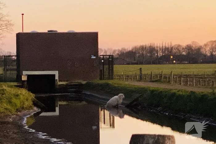 Schaap te water geraakt bij gemaal