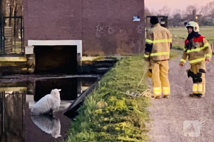 Schaap te water geraakt bij gemaal