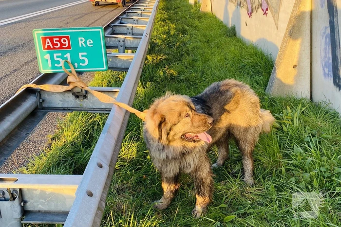 nieuws a59 heesch