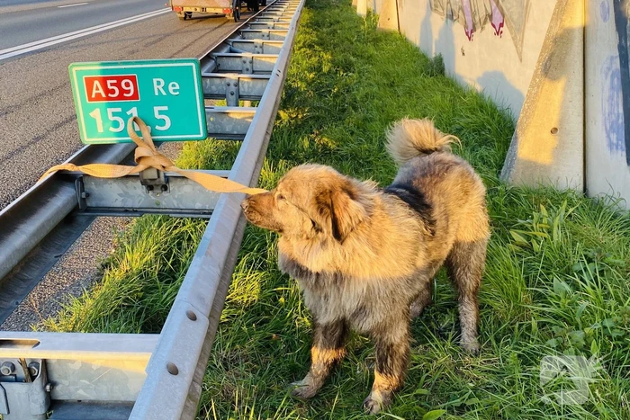 Hond loopt snelweg op