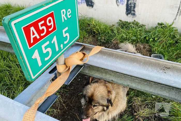 Hond loopt snelweg op