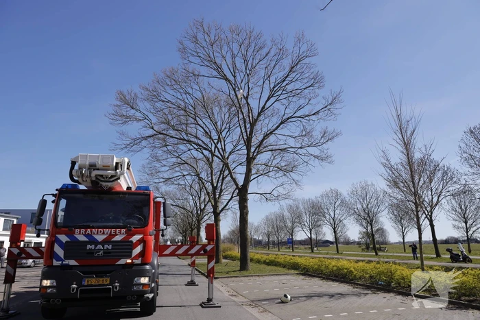 Voorbijgangers vinden dode zwaan in boom