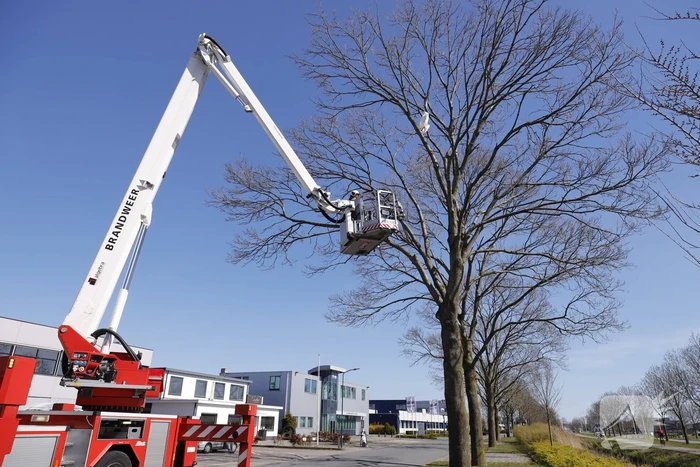 Voorbijgangers vinden dode zwaan in boom