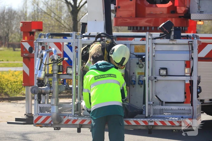 Voorbijgangers vinden dode zwaan in boom