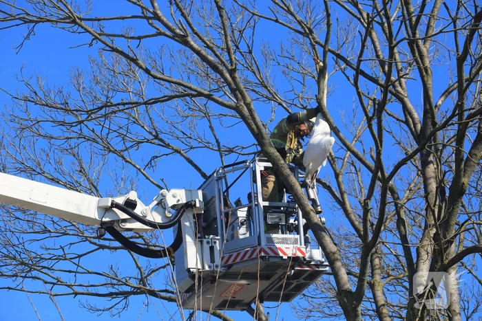 Voorbijgangers vinden dode zwaan in boom