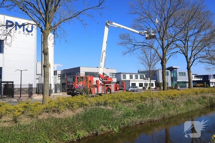Voorbijgangers vinden dode zwaan in boom