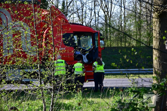 Zwaan vliegt dwars door voorruit vrachtwagen