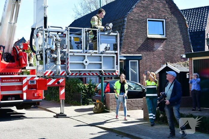 Spreeuw vast onder dakpannen