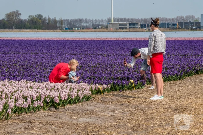 Poseren tussen de bloemen, burgemeester is boos