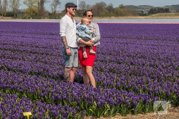 Poseren tussen de bloemen, burgemeester is boos
