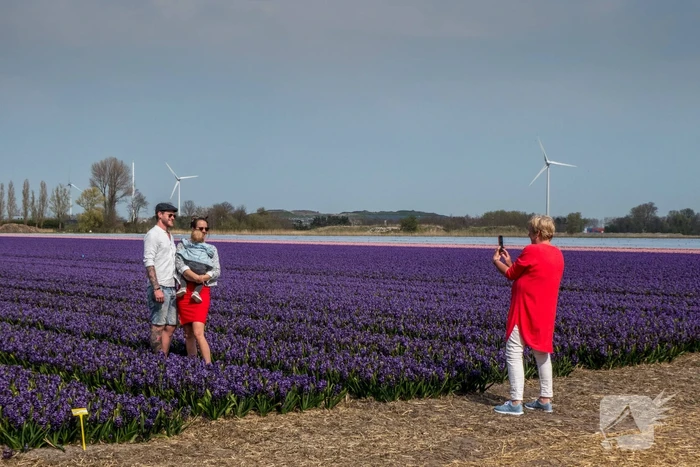 Poseren tussen de bloemen, burgemeester is boos