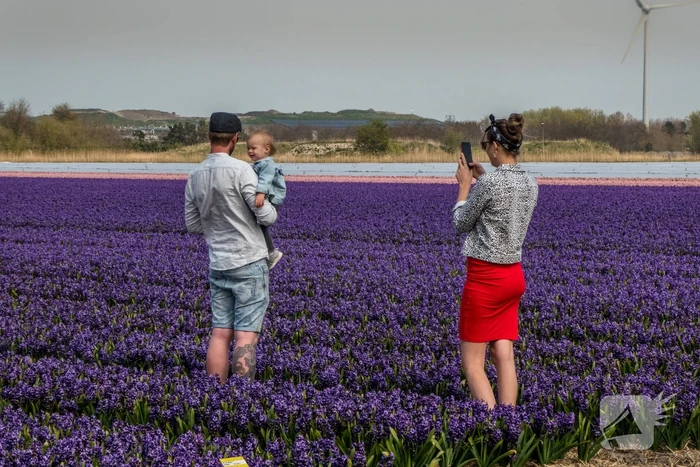 Poseren tussen de bloemen, burgemeester is boos