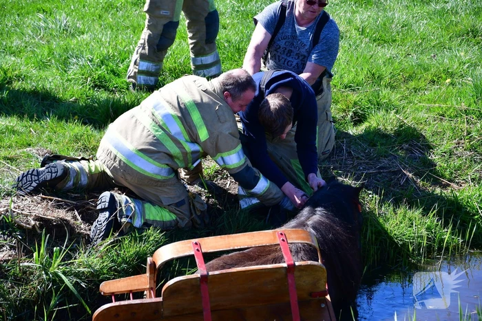 Brandweer redt pony met kar uit sloot