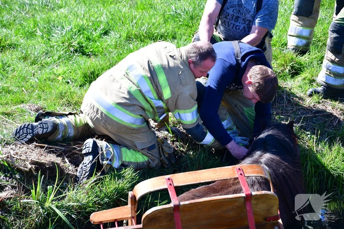 Brandweer redt pony met kar uit sloot
