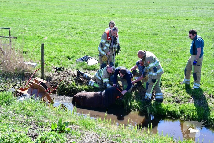 Brandweer redt pony met kar uit sloot