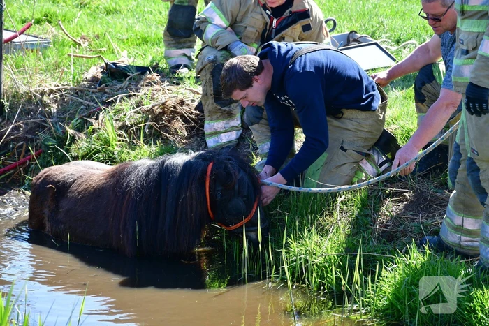 Brandweer redt pony met kar uit sloot