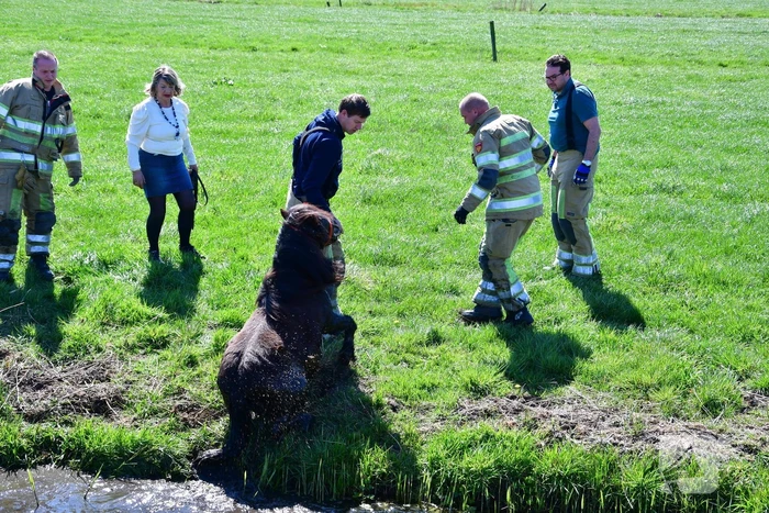Brandweer redt pony met kar uit sloot