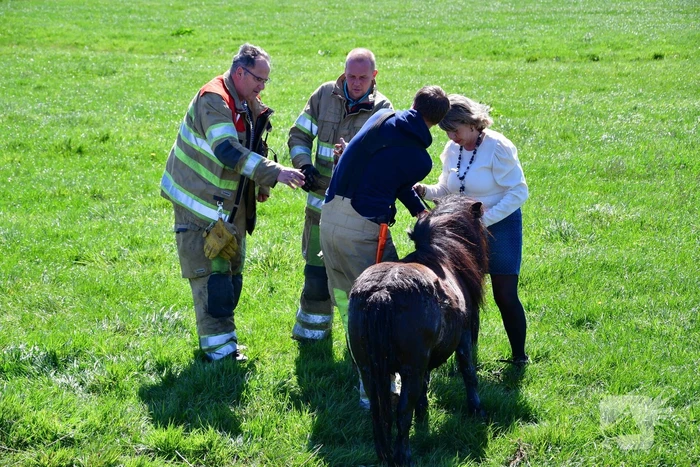 Brandweer redt pony met kar uit sloot